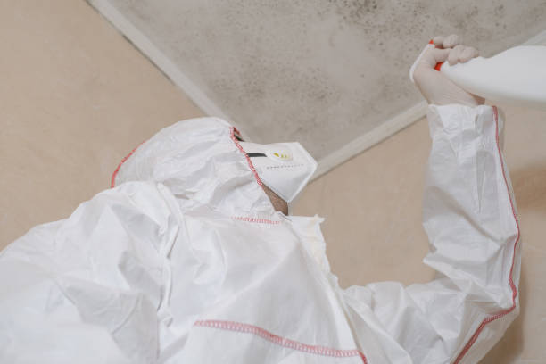Mold Testing and Removal in Greeley, CO